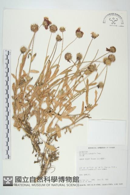 天人菊藏品圖，第1張