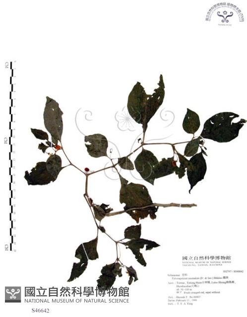 龍珠藏品圖，第1張