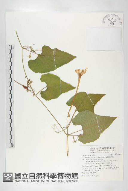 王瓜藏品圖，第1張