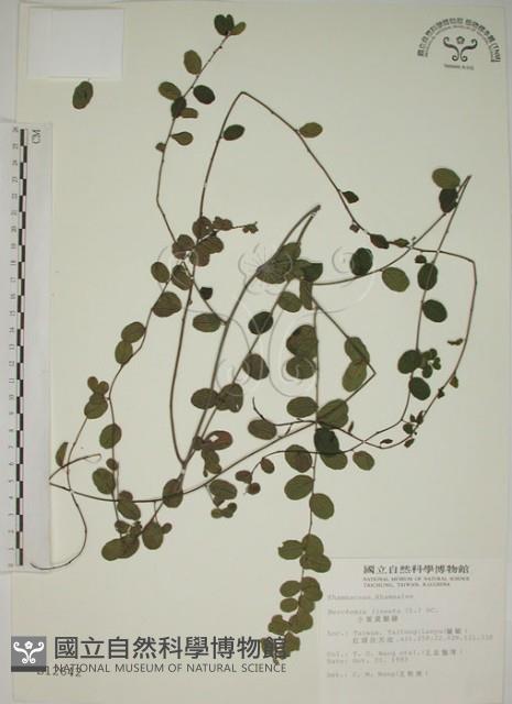 小葉黃鱔藤藏品圖，第1張