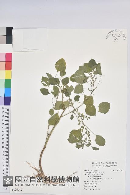 印度鐵莧藏品圖，第1張