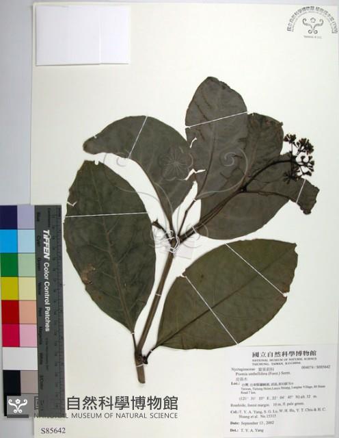 皮孫木藏品圖，第1張