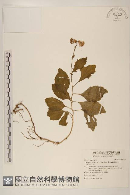 黃花三七草藏品圖，第1張