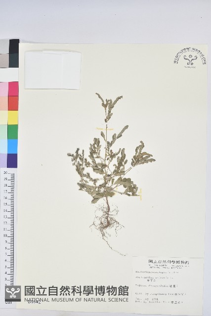 葉下珠、珠仔草藏品圖，第1張