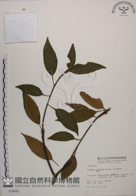 木荷藏品圖，第1張