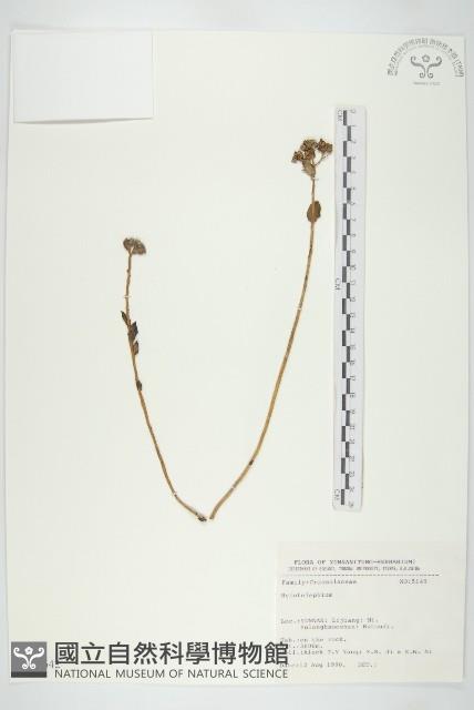 小葉樹杞藏品圖，第1張