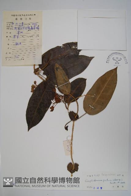 天星藤藏品圖，第1張