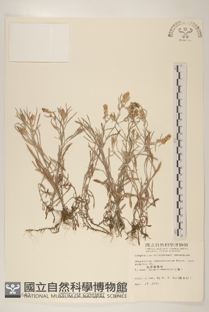 直莖鼠麴草藏品圖，第1張