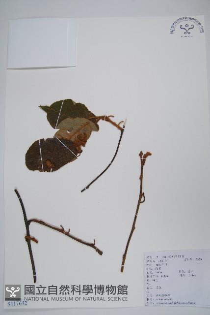 棕毛獼猴桃藏品圖，第1張