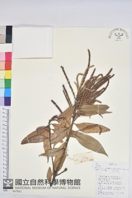 窄葉石櫟藏品圖，第1張