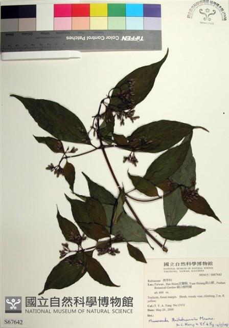 台北玉葉金花藏品圖，第1張