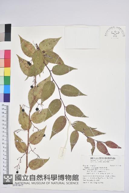 白珠樹藏品圖，第1張