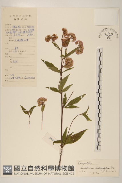 異葉澤蘭藏品圖，第1張