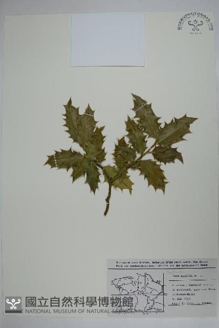 枸骨葉冬青藏品圖，第1張