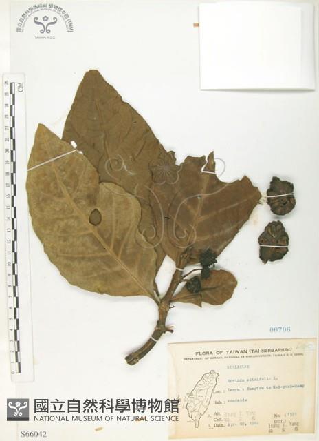 檄樹、諾麗果藏品圖，第1張