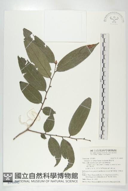 軟毛柿藏品圖，第1張