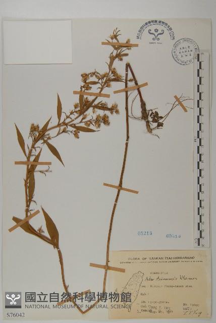 臺灣馬蘭藏品圖，第1張