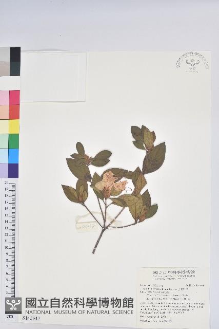 金毛杜鵑藏品圖，第1張