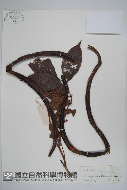 登錄號:S045042藏品圖，第1張