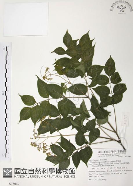 野鴉椿藏品圖，第1張