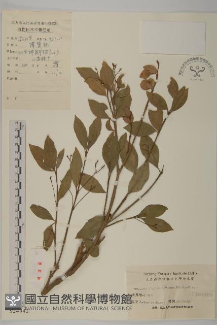 扶芳藤藏品圖，第1張