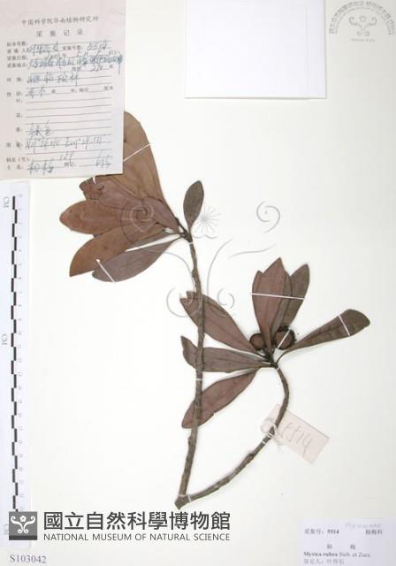 楊梅藏品圖，第1張