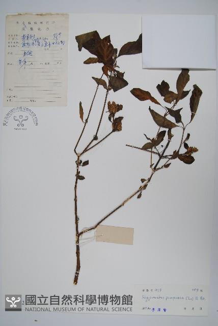 六角英, 槍刀菜藏品圖，第1張