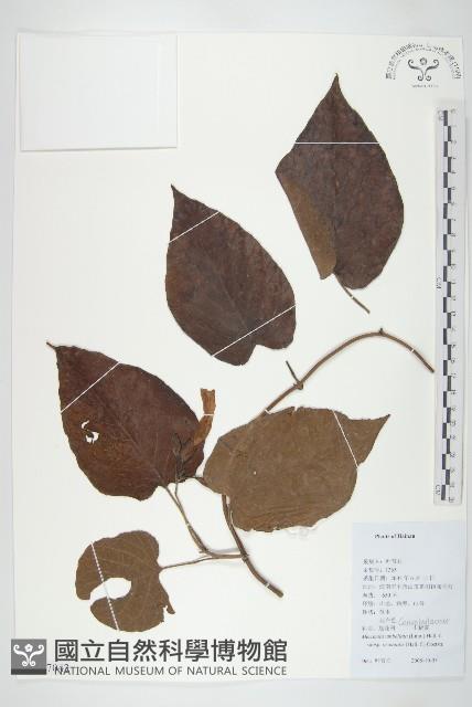 繖花菜欒藤藏品圖，第1張