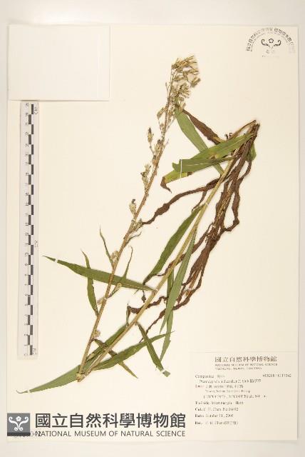 鵝仔草藏品圖，第1張