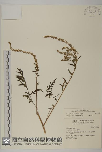 豬草、瘤果菊藏品圖，第1張