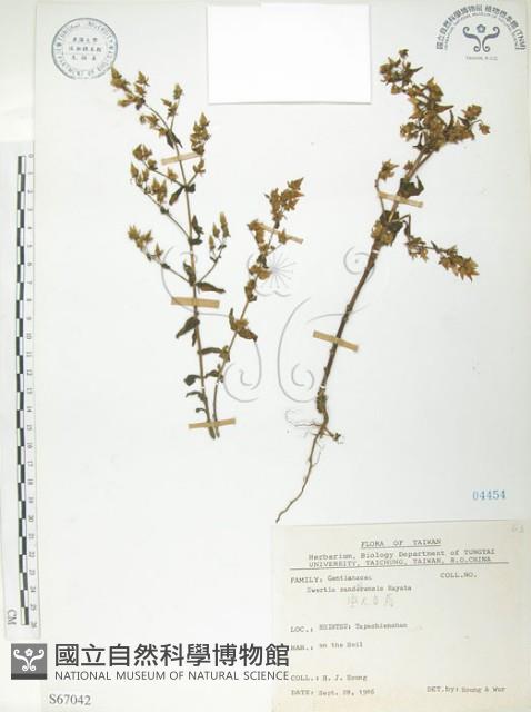 大籽當藥、巒大當藥藏品圖，第1張