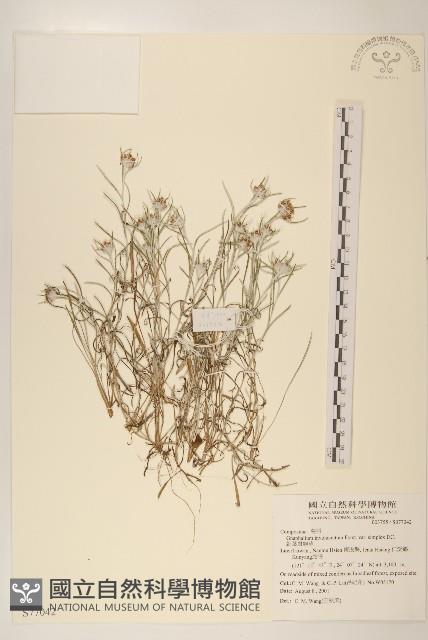 細葉鼠麴草藏品圖，第1張