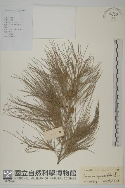 木麻黃藏品圖，第1張