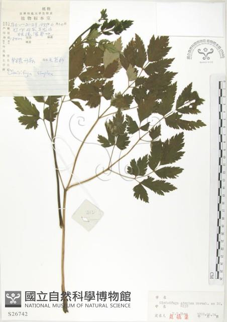 昇麻藏品圖，第1張