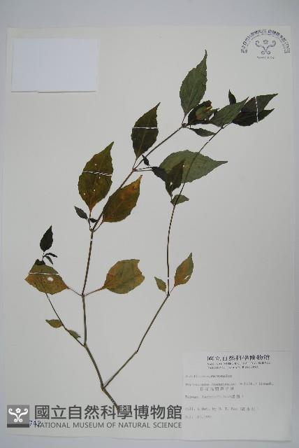 長花九頭獅子草、山藍藏品圖，第1張