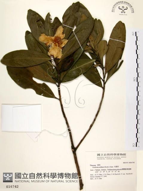 大頭茶藏品圖，第1張