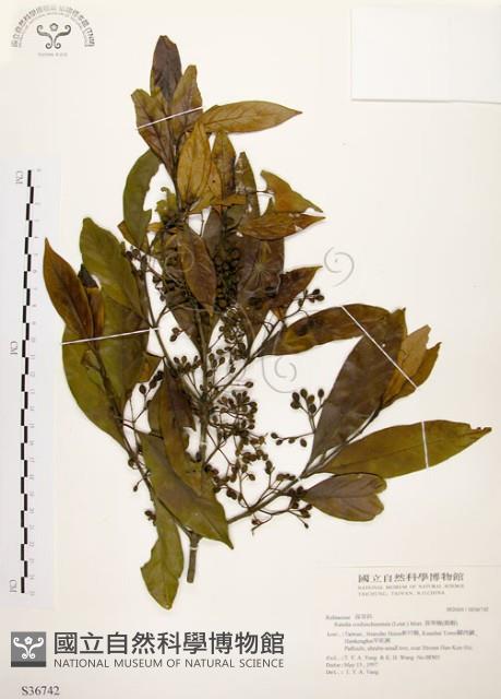 茜草樹藏品圖，第1張