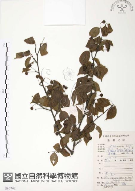 燈稱花、烏雞骨藏品圖，第1張