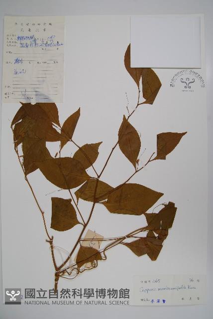 雷公桔藏品圖，第1張