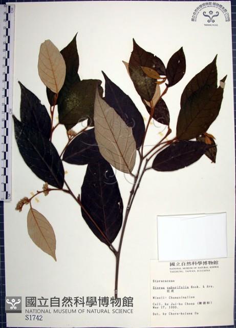 紅皮、葉下白、赤仔尾藏品圖，第1張