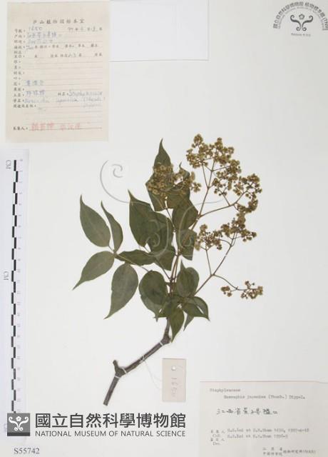 灰色木藍藏品圖，第1張