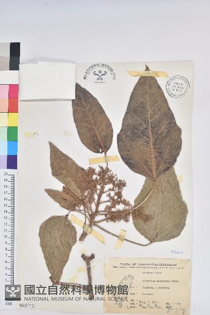 石栗藏品圖，第1張