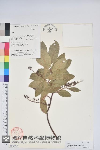 南燭藏品圖，第1張