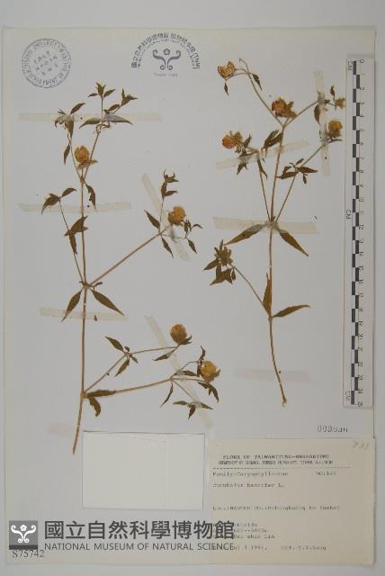 狗筋蔓藏品圖，第1張