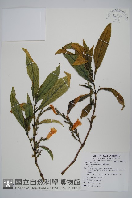 長穗馬藍藏品圖，第1張