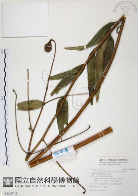 豔紅百合、豔紅鹿子百合藏品圖，第1張