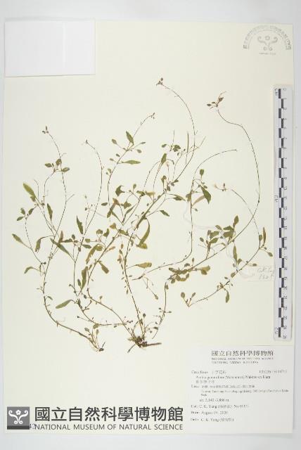 葉芽筷子芥藏品圖，第1張