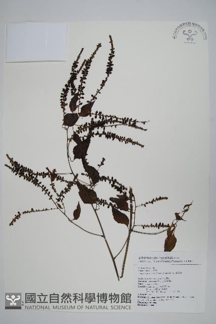 漿果莧、紐藤藏品圖，第1張