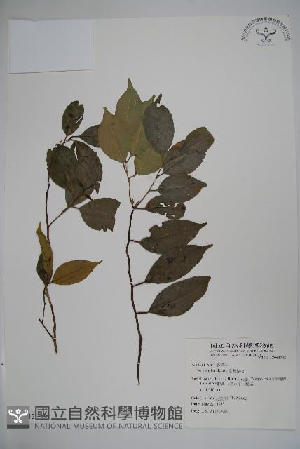 臺灣糊樗藏品圖，第1張