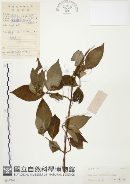 毛玉葉金花藏品圖，第1張